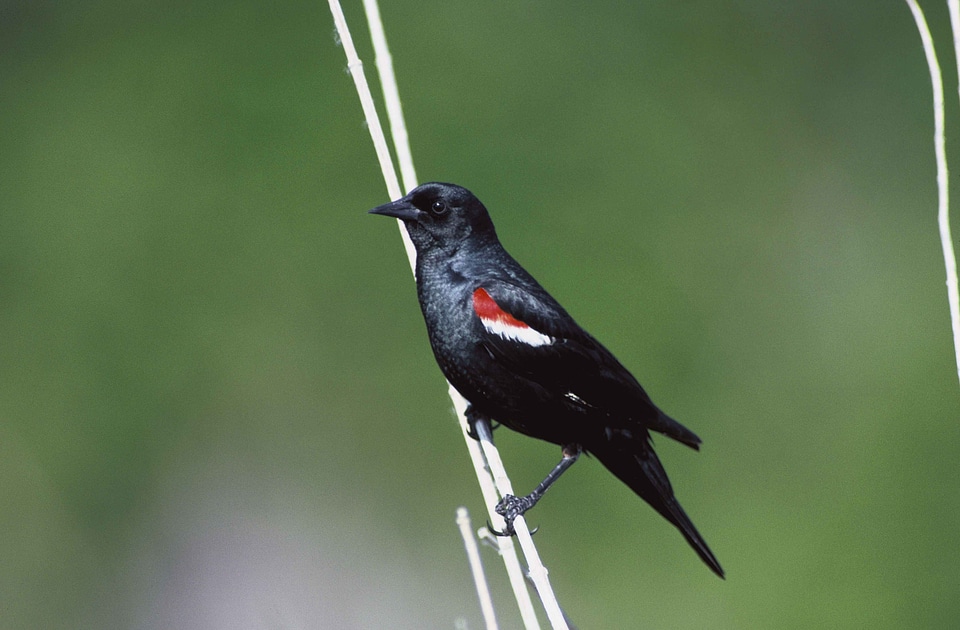 Animal bird black bird