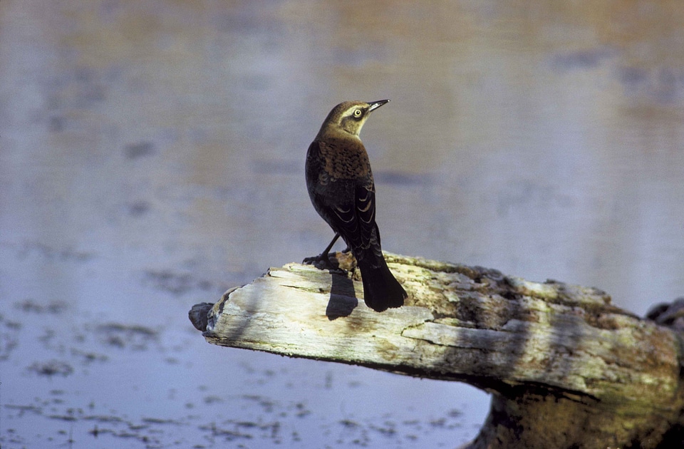 Animal black bird Euphagus carolinus