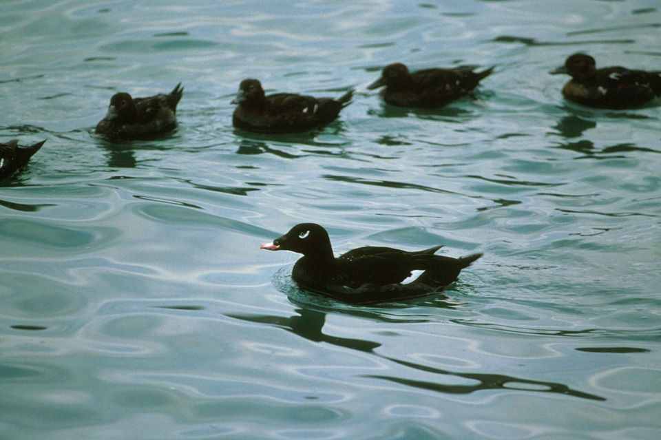 Aquatic Bird bird Melanitta americana