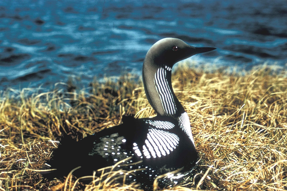 Aquatic Bird bird pacific