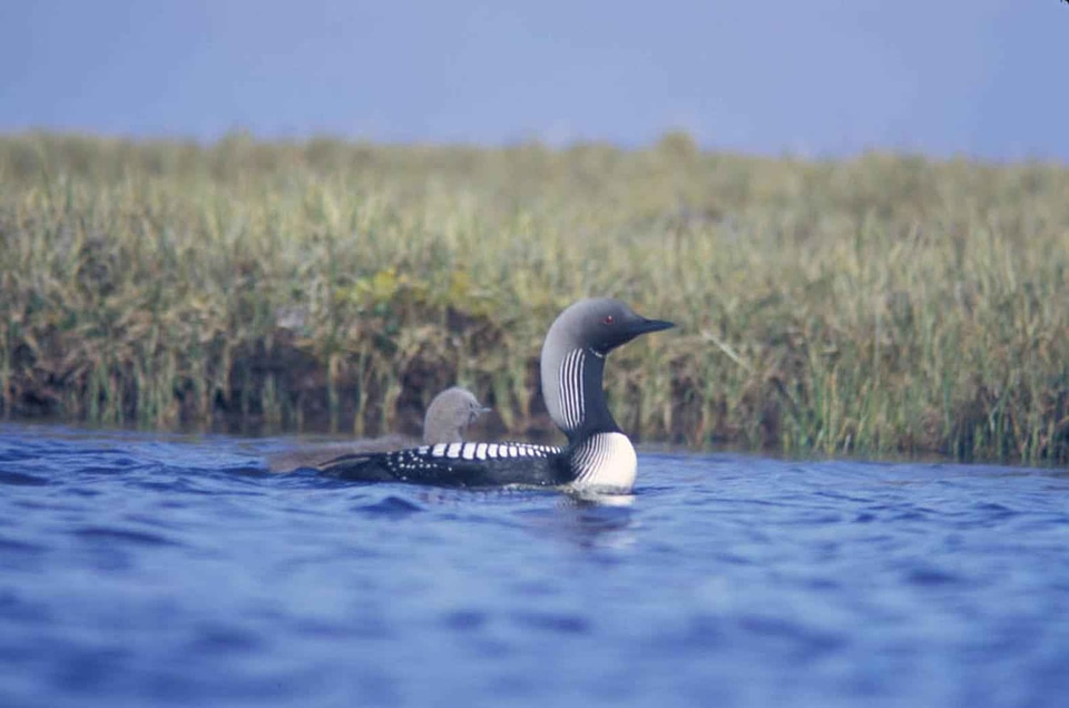 Arctic breeding pacific