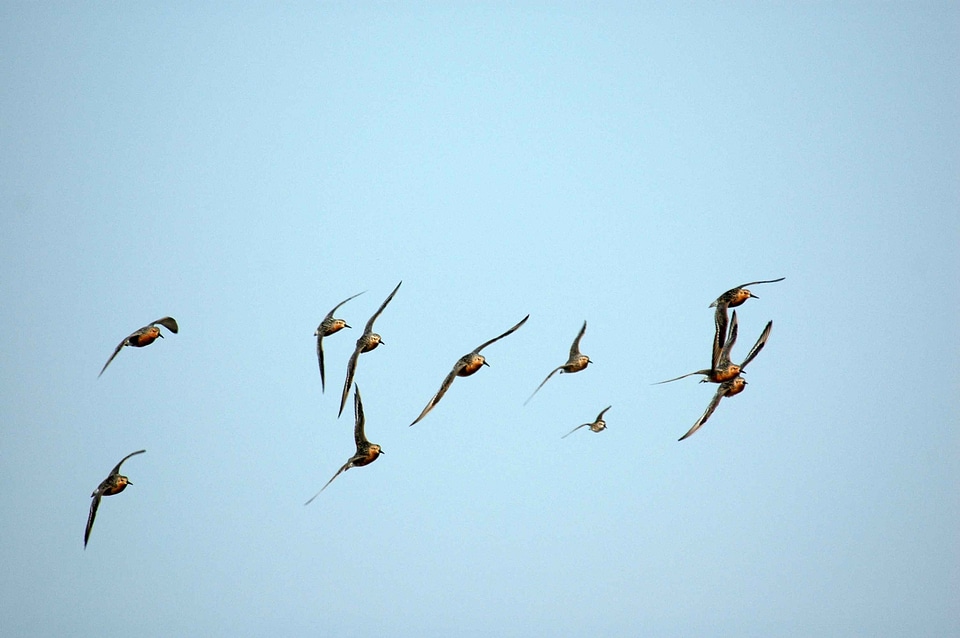 Flight red 