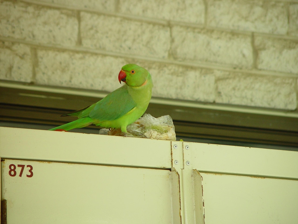 Greenery lunch parrot