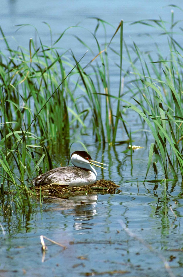 Nest Podiceps nigricollis western photo