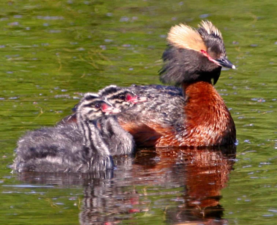 Ducks Podiceps nigricollis 