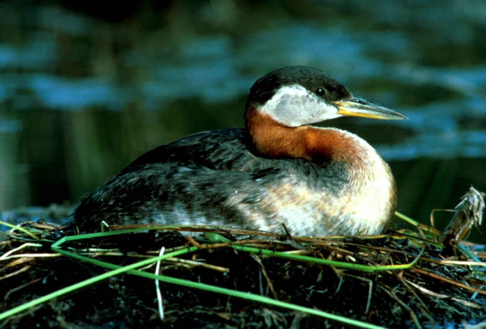 Duck Podiceps nigricollis red