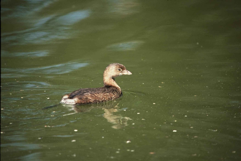 Aquatic Bird bird Podiceps nigricollis