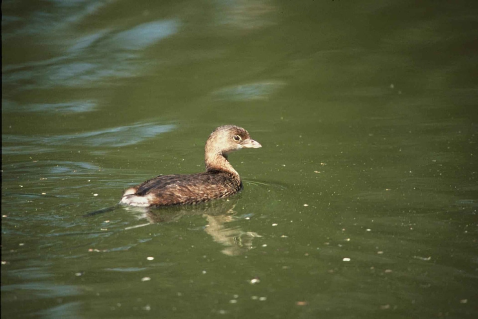 Aquatic Bird bird Podiceps nigricollis photo