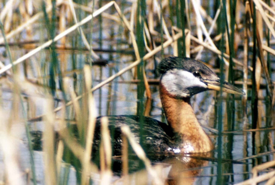 Bird duck Podiceps nigricollis photo