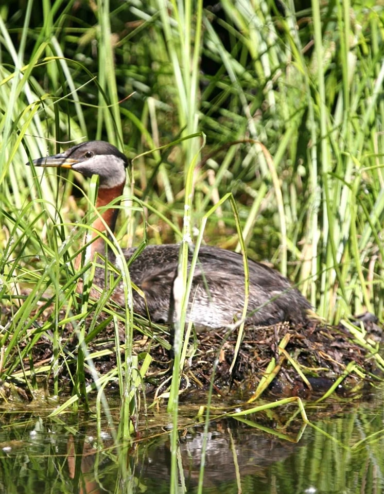 Bird female nest