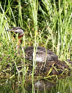 Bird female nest photo