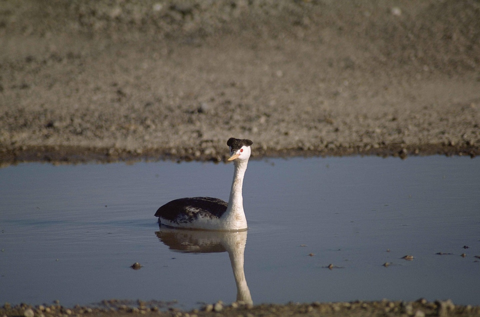 Aquatic Bird bird close