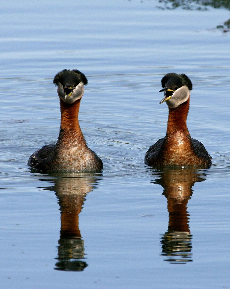 Close close-up couple