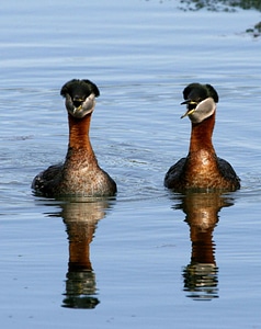Close close-up couple