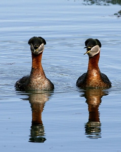 Close close-up couple photo