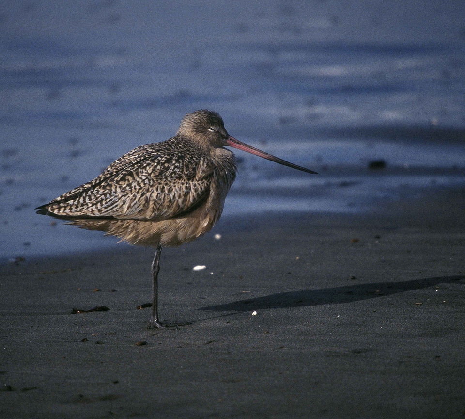Limosa Lapponica phylum single