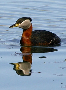 Bird close close-up