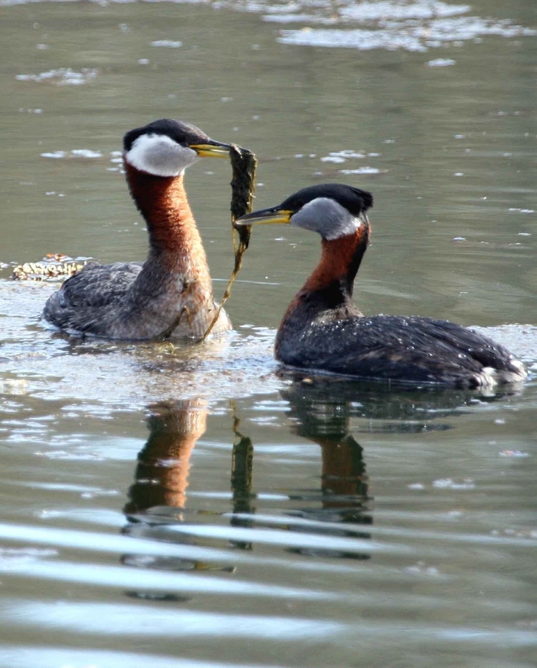 Couple courtship Podiceps nigricollis