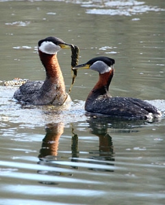 Couple courtship Podiceps nigricollis