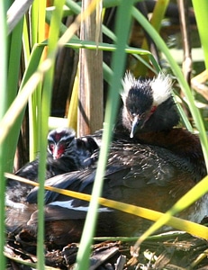 Bird Podiceps nigricollis 