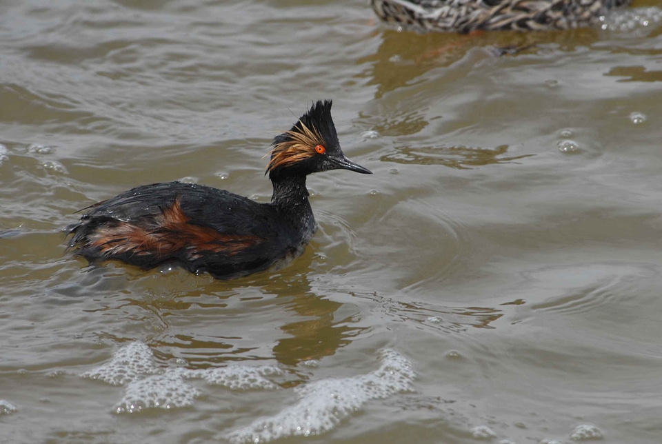 Podiceps Nigricollis water 