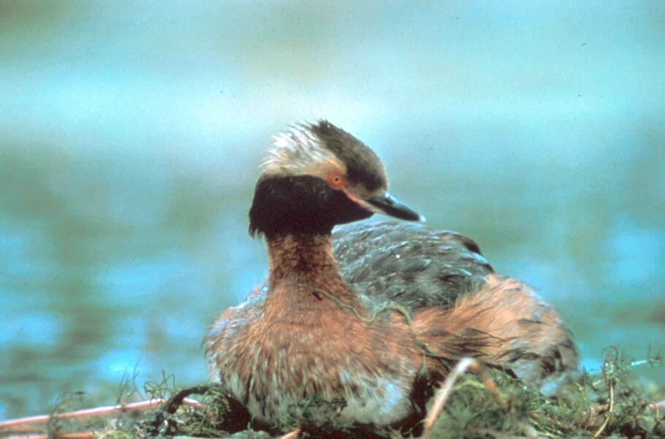 Bird Podiceps nigricollis 