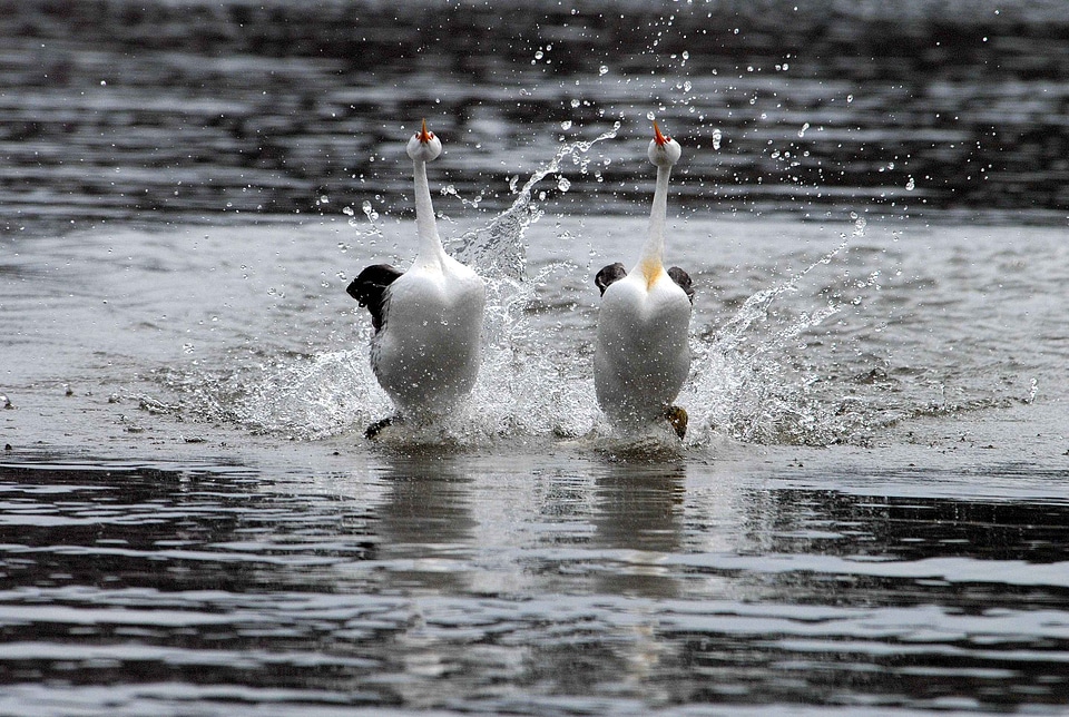 Bird courtship dance