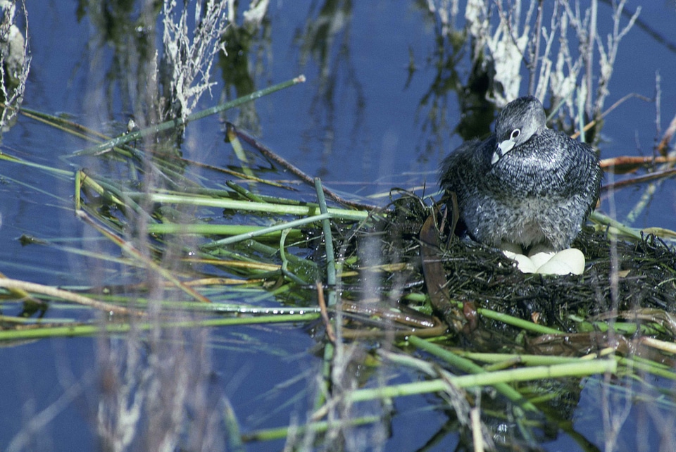 Bird Podiceps nigricollis 