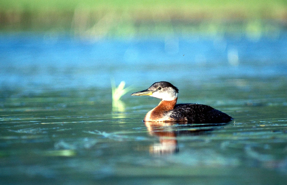 Bathe Podiceps nigricollis red