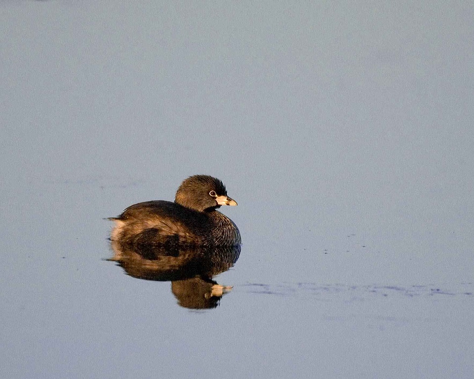 Bird Podiceps nigricollis water