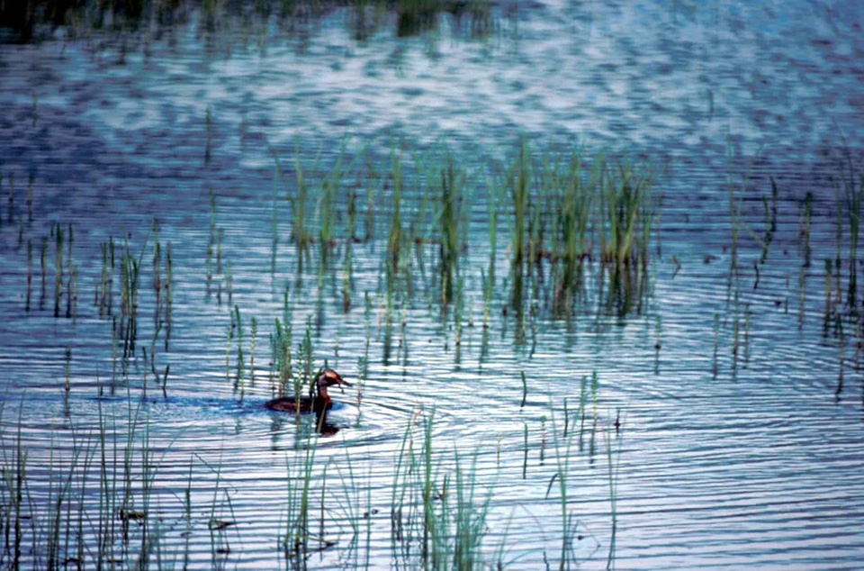 Bathe Podiceps nigricollis pond