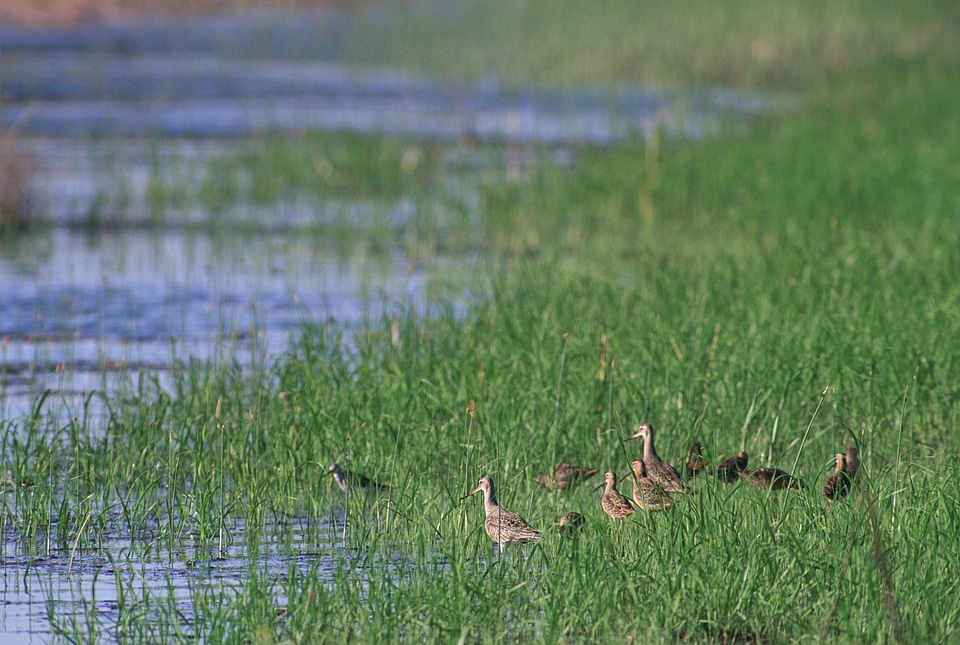 Flock gather Limosa lapponica