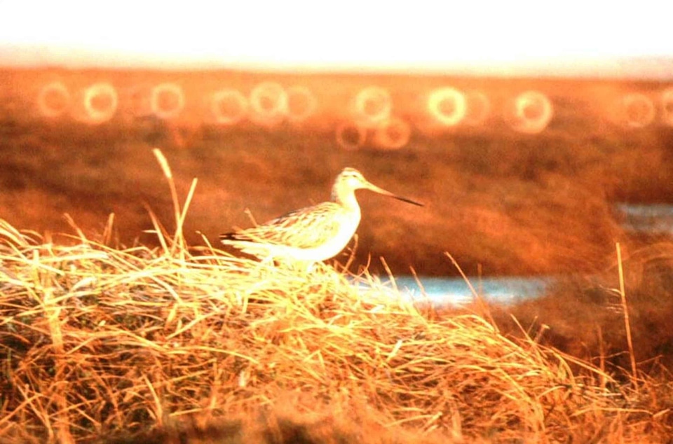 Bird sunset 