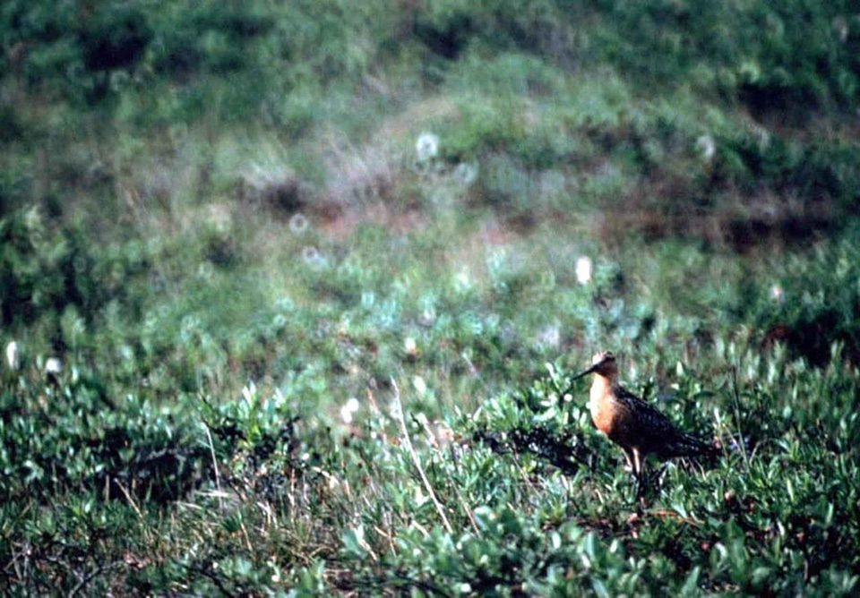 Bird Limosa lapponica 