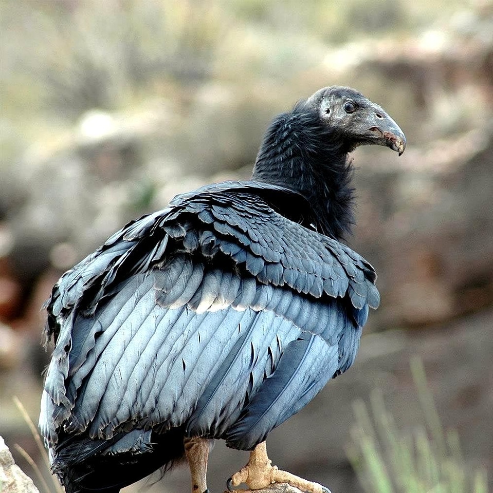 Bird condor 