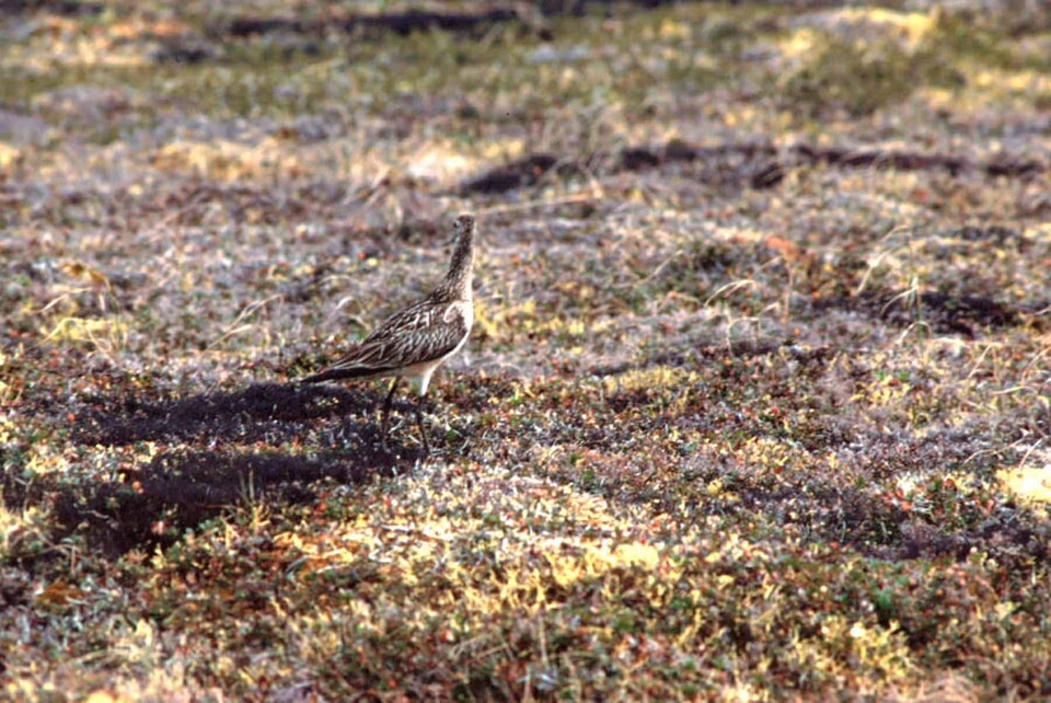 Bird earth Limosa lapponica