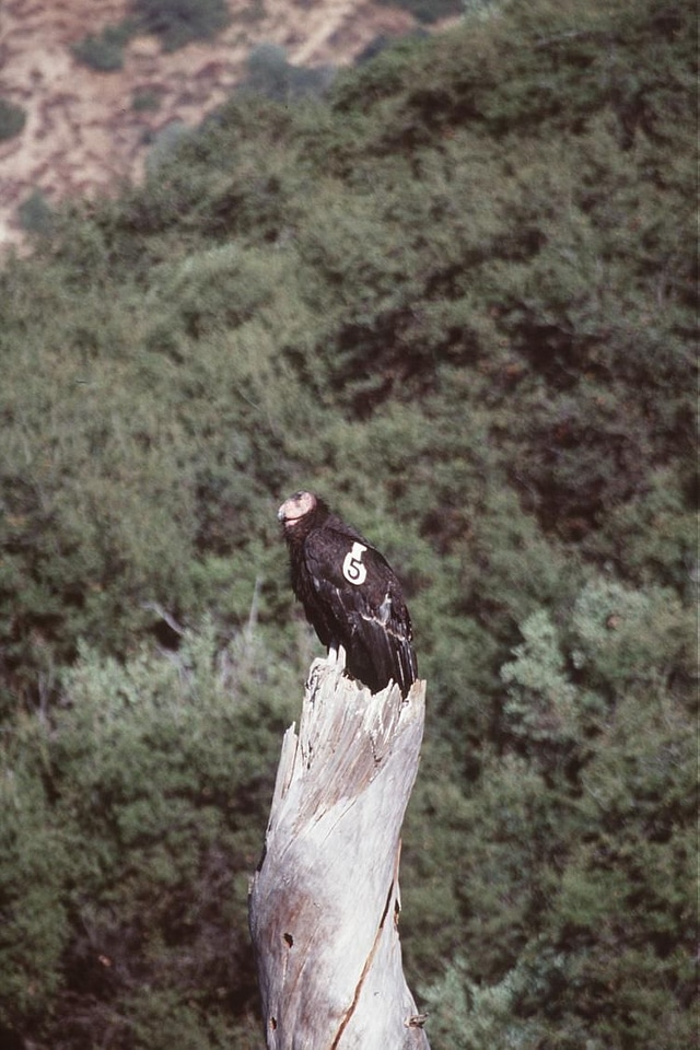 Canon chelation condor