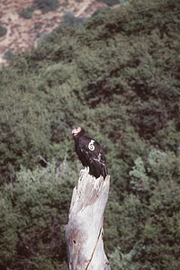 Canon chelation condor