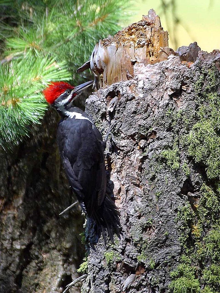 Woodpecker  