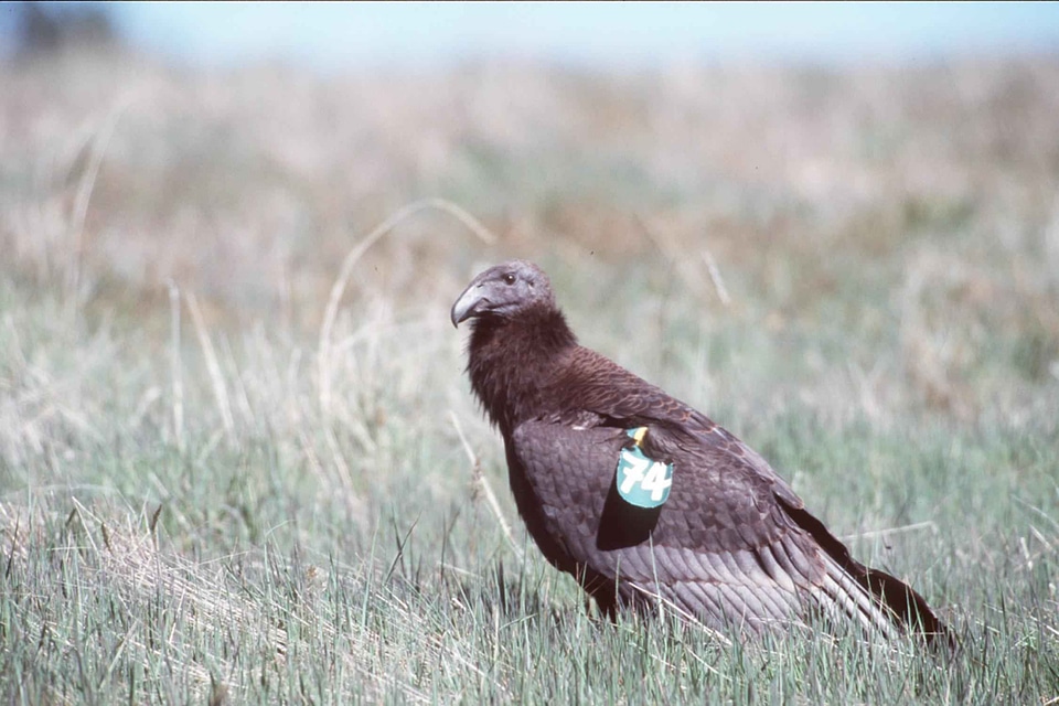 Bird condor teenage