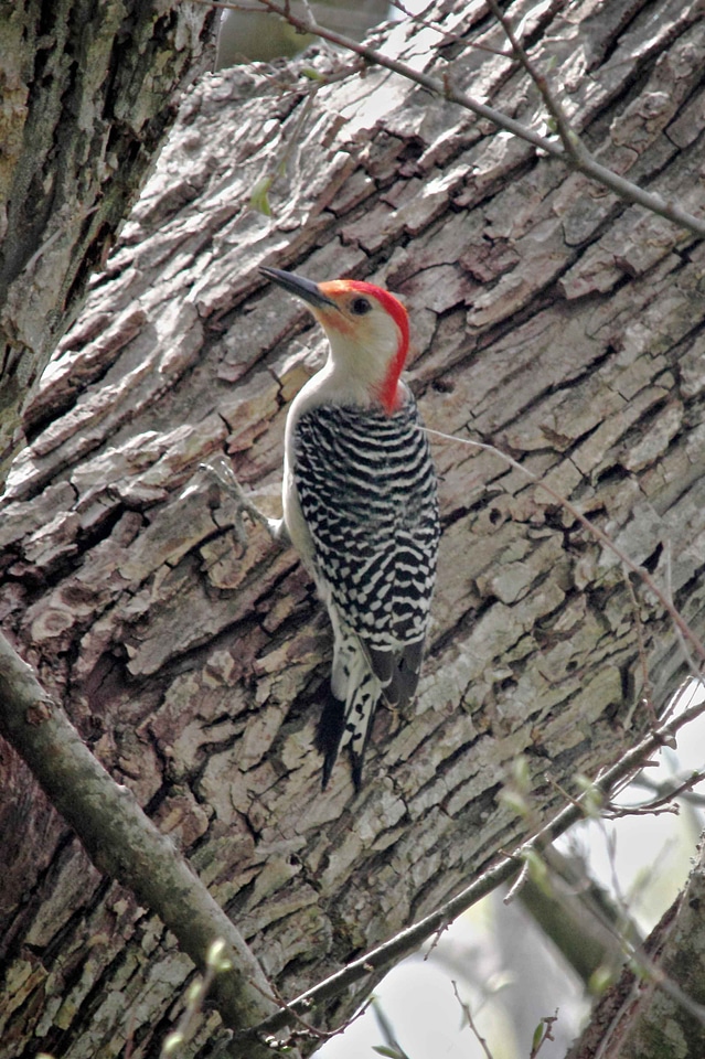 Close close-up woodpecker