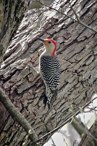 Close close-up woodpecker