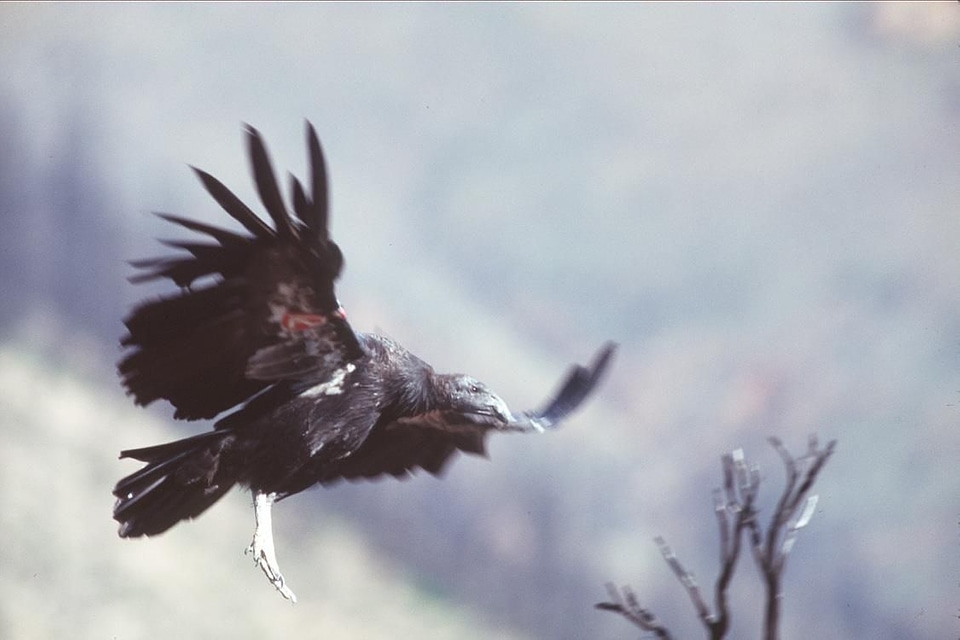 Condor flight 