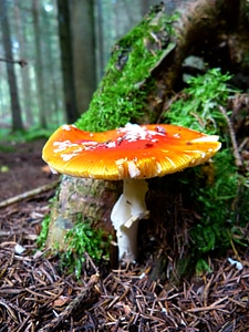 Toxic spotted autumn