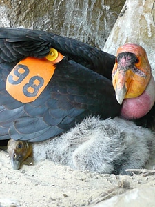 Chick close close-up