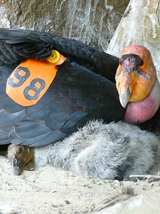 Chick close close-up photo