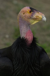 Bird close close-up