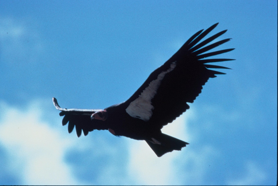 Adult condor flight