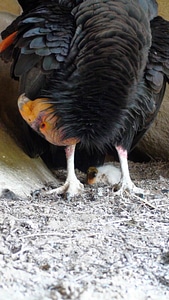 Cave chick condor photo