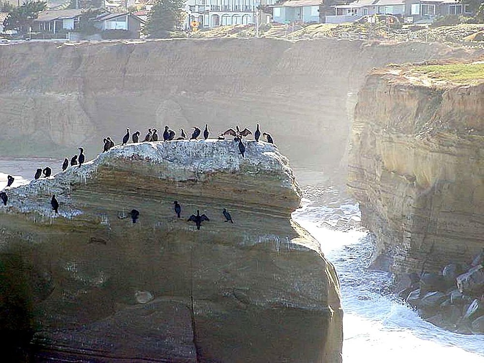 Bird ocean water